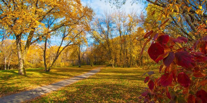 1332x850 Wallpaper autumn, leaves, trees, Park, track, the crimson images for