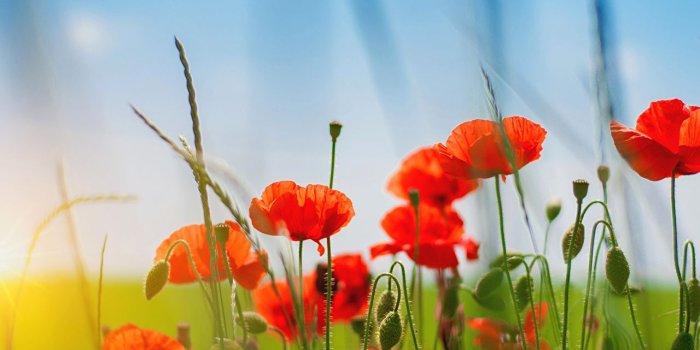 1280x839 Desktop Wallpapers Summer Flowers Poppies Closeup