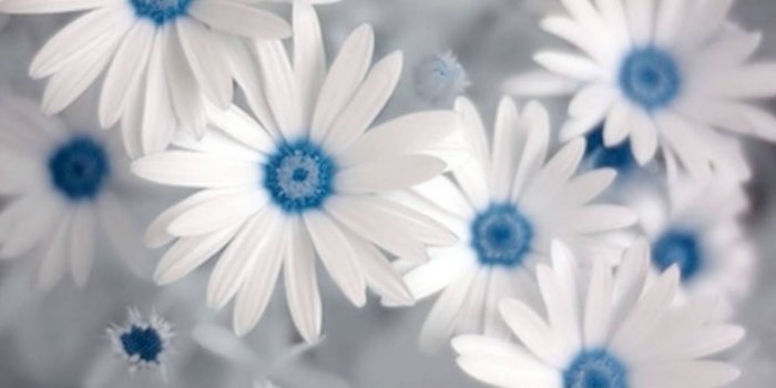 1440x1280 Summer Flowers Wallpaper by __mabar7__ - 0b - Free on ZEDGE™