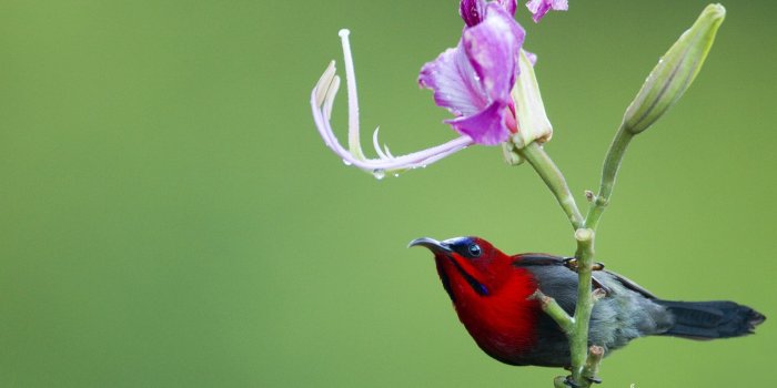 1900x1200 Free Crimson Sunbird Wallpaper - Sebastian Kennerknecht