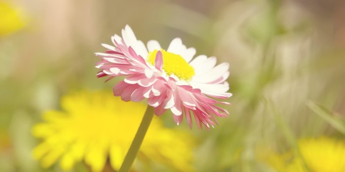 2560x1440 Summer Flowers Wallpapers Desktop Background