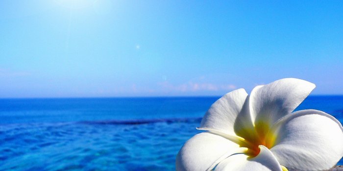 1920x1440 Beach Flower Wallpapers - Top Free Beach Flower Backgrounds