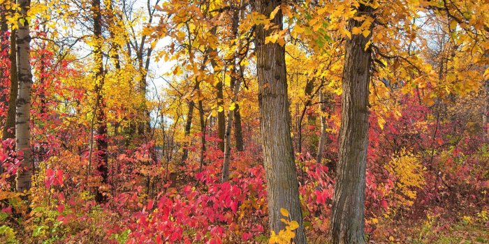 1920x1200 Wallpaper Crimson leaves, forest, trees, autumn 1920x1200 HD Picture