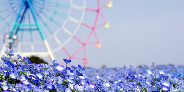 1920x1080 Wallpaper Summer Flowers ·① WallpaperTag