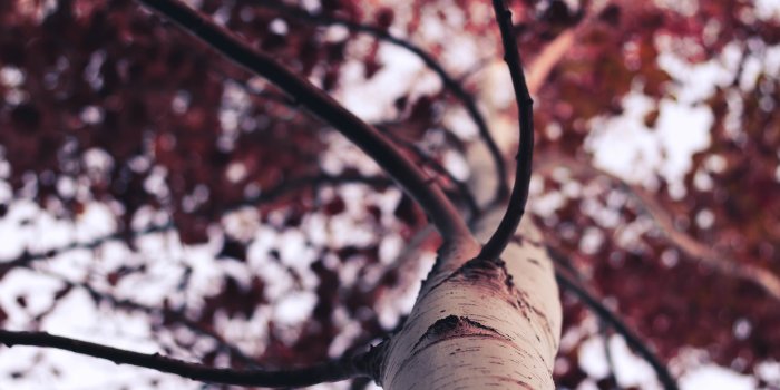 5184x3456 5229374 5184x3456 #leafe, #tree, #autumn, #Creative Commons images