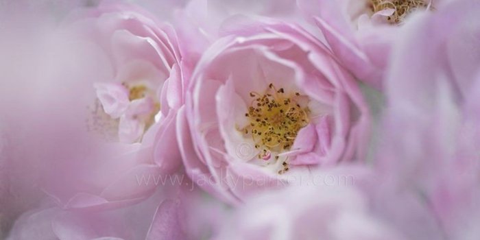 1366x768 Beautiful Summer Flowers Wallpaper Picture | Nature HD Wallpaper