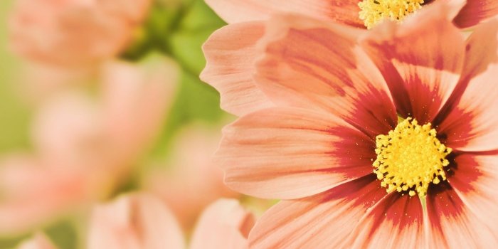 1680x1050 summer flowers wallpaper – Homes Tips