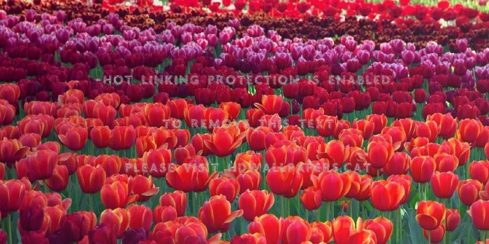 1548x768 showing off tulips crimson red nature green