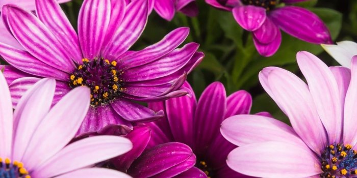 1125x2436 Beautiful pink chrysanthemum, summer flowers 1125x2436 iPhone XS/X