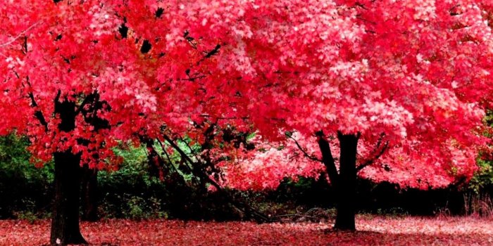 1440x950 Nature Wallpapers For Desktop Backgrounds Full Screen – Valentine