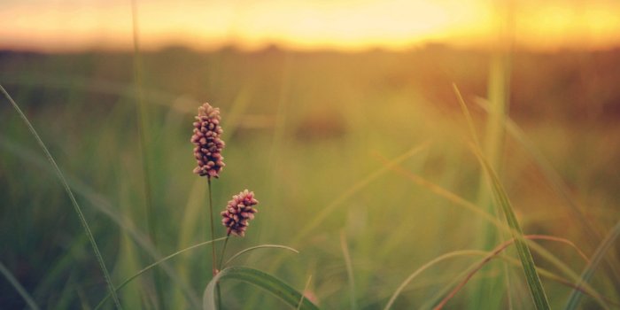2560x1600 Summer Flowers Wallpaper #6812420