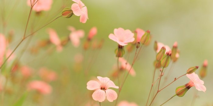 2560x1600 Summer Flowers Wallpapers : Find best latest Summer Flowers