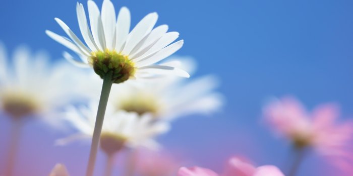 2560x1600 Summer Flowers wallpaper | 2560x1600 | #66728