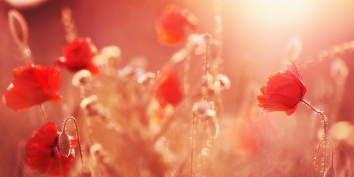 1920x1080 Summer Flowers - Wallpaper, High Definition, High Quality, Widescreen