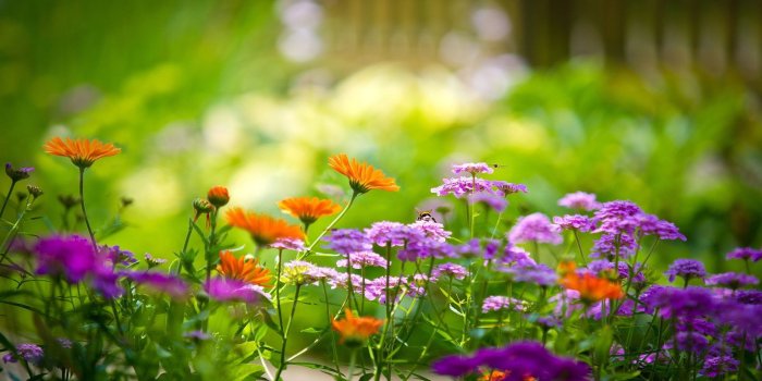 2560x1600 Summer Flowers Wallpapers Desktop Background