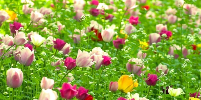1920x1200 Summer Flowers HD Wallpapers - THIS Wallpaper