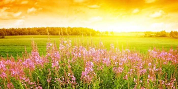1200x675 Summer Flowers Wallpapers | HD Wallpapers Early