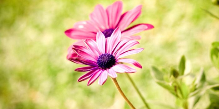 1512x955 Pink Summer Flower Wallpaper Hd | Wallpapers Quality
