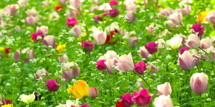 1280x720 Awesome, Summer, Flowers, Widescreen, High, Resolution, For, Desktop