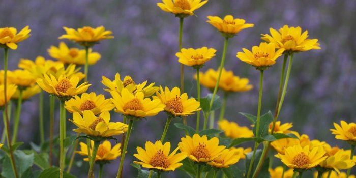 1332x850 Wallpaper field, summer, flowers images for desktop, section природа