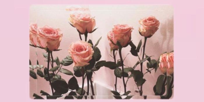 736x1309 IPhone-Hintergründe> Pinterest: esina1 - #esina1