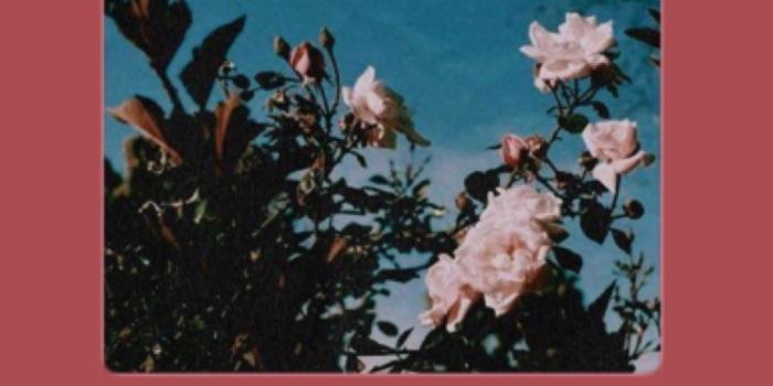 750x1334 ♡『 -ˏˋpιnтereѕт - @marrhollandˊˎ-』 ♡ | #p | Aesthetic iphone