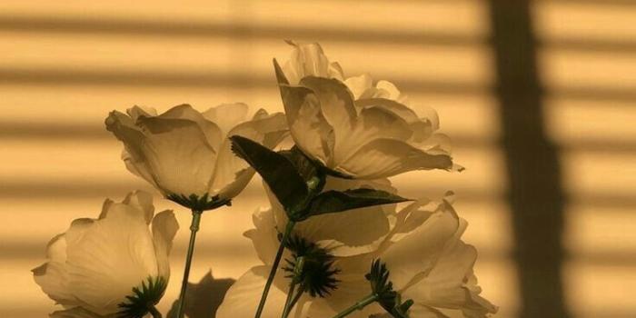 736x1309 Thewhitebrat on wallpapers bish in 2019 | Beautiful flowers