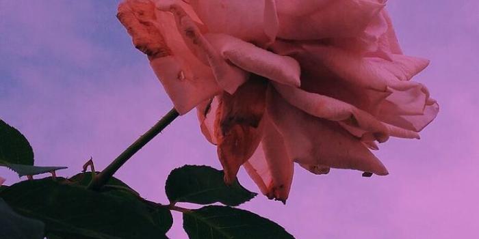 736x1308 21 Amazing Travel Apps You've Never Heard Of | Flowers Wallpapers