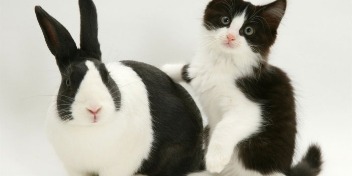 1920x1440 black dutch rabbit with black and white kitten desktop wallpaper