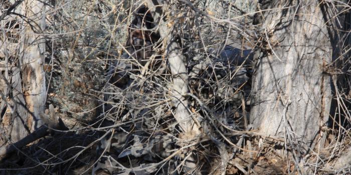 3088x2056 Realtree camo wallpaper for android Gallery