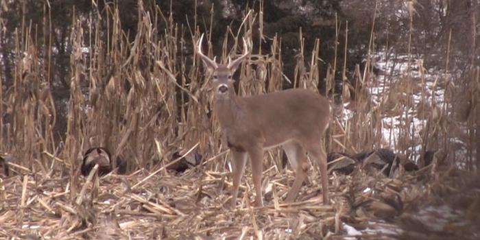 1920x1080 Realtree Deer Wallpaper ·① WallpaperTag