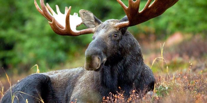 1920x1080 Hunting desktop backgrounds Dog Realtree Wallpapers Realtree Camo