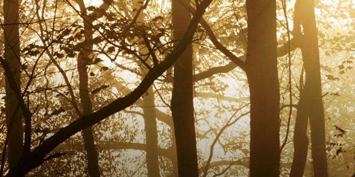 1536x2048 30+ Pink Realtree Wallpapers - Download at WallpaperBro