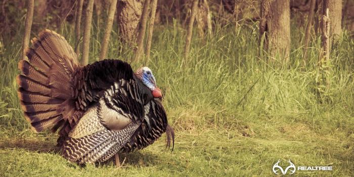 2560x1440 Realtree Turkey Hunting Wallpaper