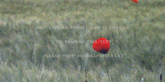 1600x1200 grainy poppies red field nature poppy
