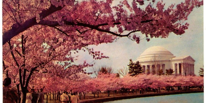 1709x992 Cool grainy shot of cherry blossoms in D.C. [1709x992] : wallpapers
