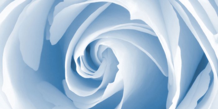 1920x1200 Miscellaneous: Baby Blue Rose, desktop wallpaper nr. 58503 by maf04