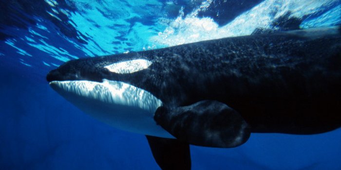 1024x768 Nike just do it girl wallpaper download and use this free wallpaper