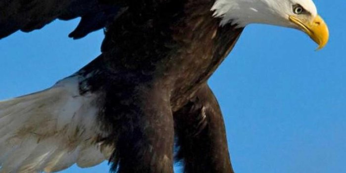 2400x3840 Eagle Wallpaper - Best Cool Eagle Wallpapers for Android - APK Download