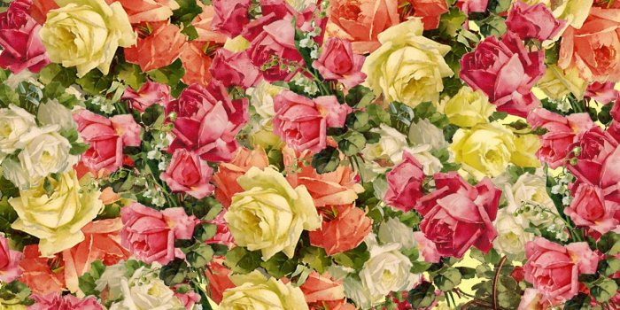 1600x1600 Victorian rose wallpaper x