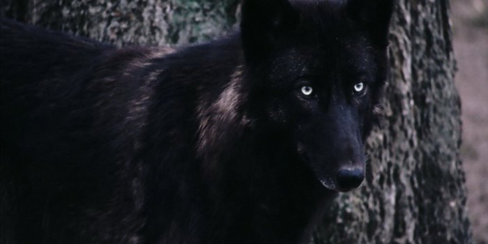 1920x1080 Download Black Wolf Wallpaper Hd (39+) - Free Wallpaper For your screen.