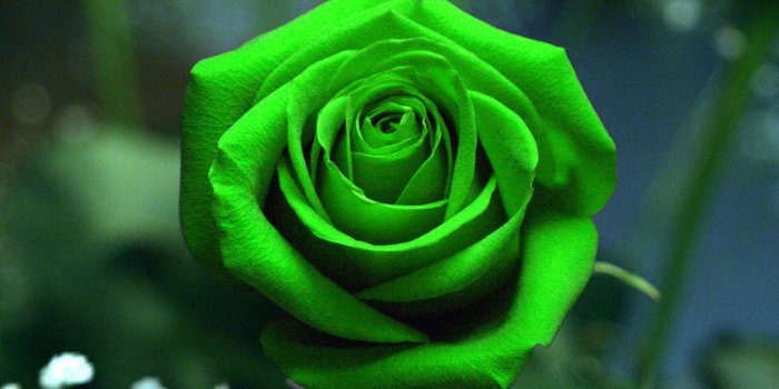 1920x1080 Green Rose Wallpaper (48+ images)