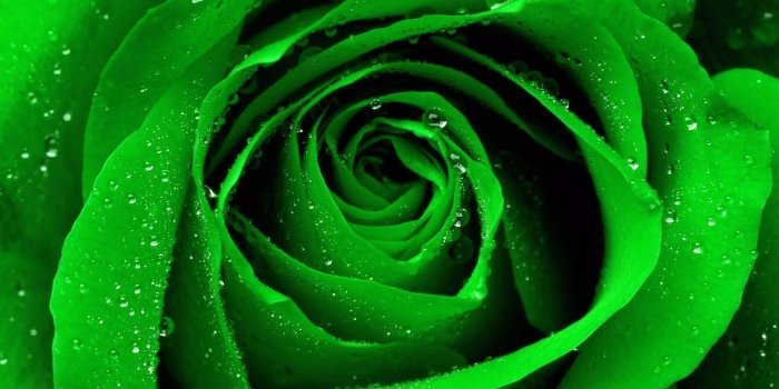1600x1200 Green rose wallpaper | 1600x1200 | #30535