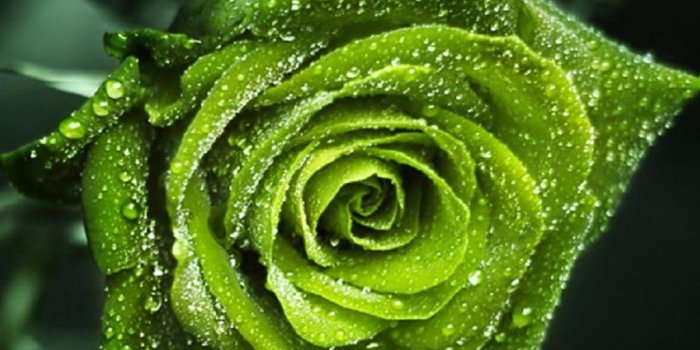 1024x768 Lovely Green Rose Wallpapers, Download picture of a green rose on