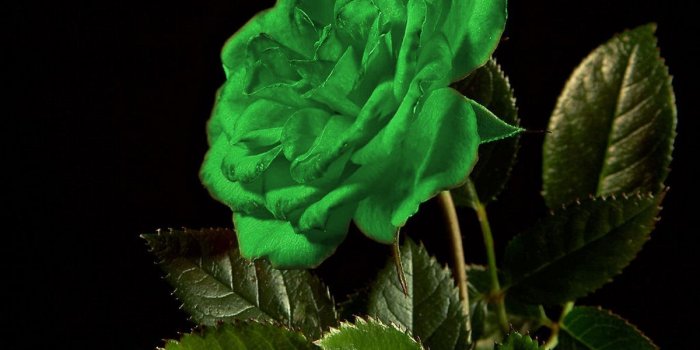 1200x900 Green Roses Wallpapers Hd Wallpaper - Single Green Rose Flowers