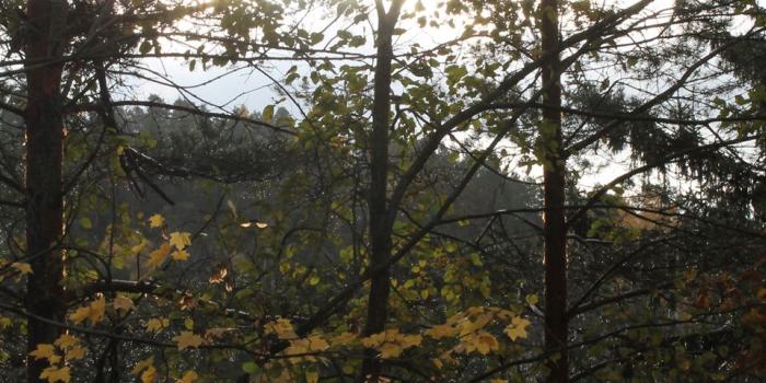 1680x480 Rainy Morning • Images • WallpaperFusion by Binary Fortress Software