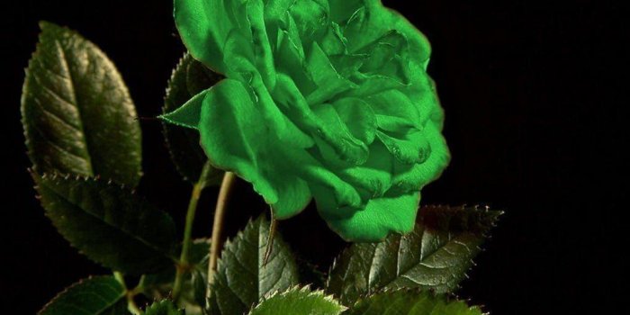 1024x768 Green Rose Wallpapers