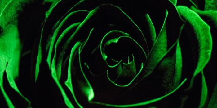 720x1280 720x1280 Close up, green rose, flower, dark wallpaper | 01-Green