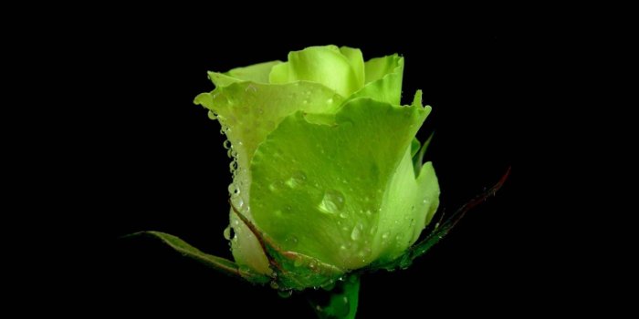 2560x1600 Green rose wallpapers | Freshwallpapers