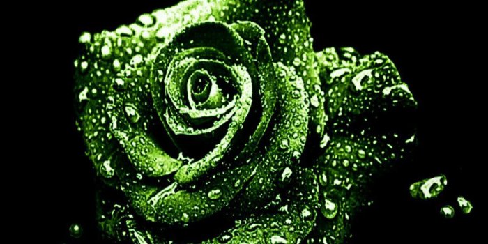 1632x918 Green Rose Wallpaper (12+ images) – green roses hd pic